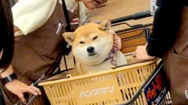 ホームセンターに『犬を連れて行った』結果→店員さんが集まってきて…もはやファンミーティング？微笑ましい光景が93万再生「混ざりたい」の声(ブログ)