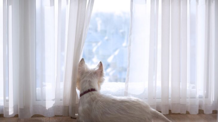 犬が『ネガティブな気持ち』になっているときにする行動5選　マイナス思考な犬の特徴とは？(ブログ)
