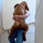 階段を登った大型犬→『降りてくるかな』と思ったら…まさかの光景と態度が60万再生「人が入っているみたいｗ」「申し訳なさそうで草」と反響(ブログ)