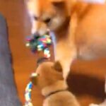 お家にきて3日目の赤ちゃん犬が『先輩犬から激しすぎる洗礼』を受けて…7年後→予想と違った光景が33万再生「たくましいｗ」「笑った」(ブログ)