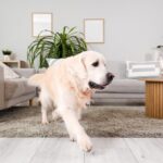 愛犬が飼い主の前を『素通り』する心理4つ　愛犬が飼い主に伝えようとしていることとは(ブログ)