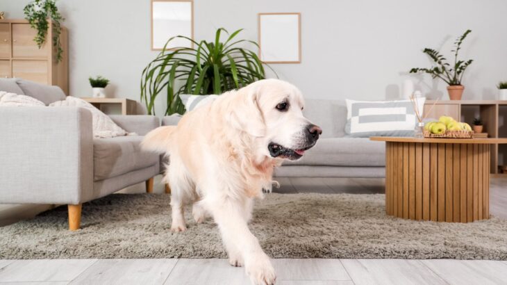 愛犬が飼い主の前を『素通り』する心理4つ　愛犬が飼い主に伝えようとしていることとは(ブログ)
