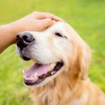 犬を幸せにすることができる『撫で方』5選　愛犬の幸福度を高めるスキンシップ方法とは？(ブログ)