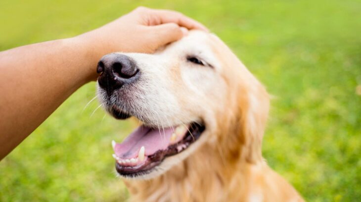犬を幸せにすることができる『撫で方』5選　愛犬の幸福度を高めるスキンシップ方法とは？(ブログ)