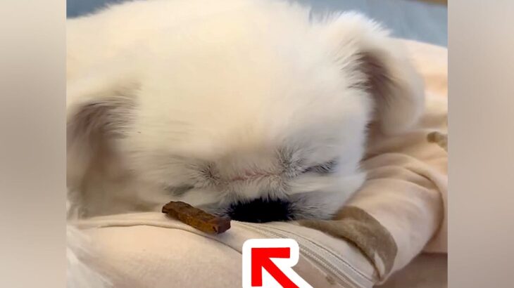 寝ている犬の鼻先にオヤツを置いてみた→すぐに起きるかと思ったら…まさかの『意外すぎる行動』に反響「明らかに反応してるｗ」「かわいい」(ブログ)