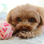 犬が『好きではないおもちゃ』に示す5つの反応　なぜ気に入らないの？失敗しづらい選び方まで(ブログ)