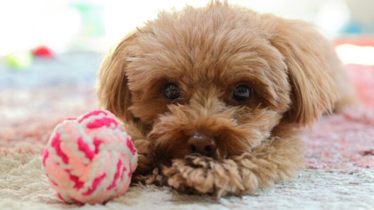 犬が『好きではないおもちゃ』に示す5つの反応　なぜ気に入らないの？失敗しづらい選び方まで(ブログ)