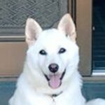 玄関先で『番犬』をしている子犬→想定以上に『不向きすぎる光景』が164万表示の反響「めっちゃウェルカムｗ」「お茶でもどう？って感じ」(ブログ)