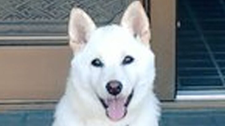 玄関先で『番犬』をしている子犬→想定以上に『不向きすぎる光景』が164万表示の反響「めっちゃウェルカムｗ」「お茶でもどう？って感じ」(ブログ)