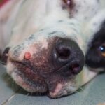 犬の体に『しこり』があるときに考えられる病気3つ　通院の判断基準から注意すべきポイントまで(ブログ)