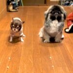 オヤツを並べて『早食い競争』する犬2匹→スタートした瞬間…思っていたのと違いすぎる『予想外の展開』が10万再生「爆笑した」「シュールｗ」(ブログ)