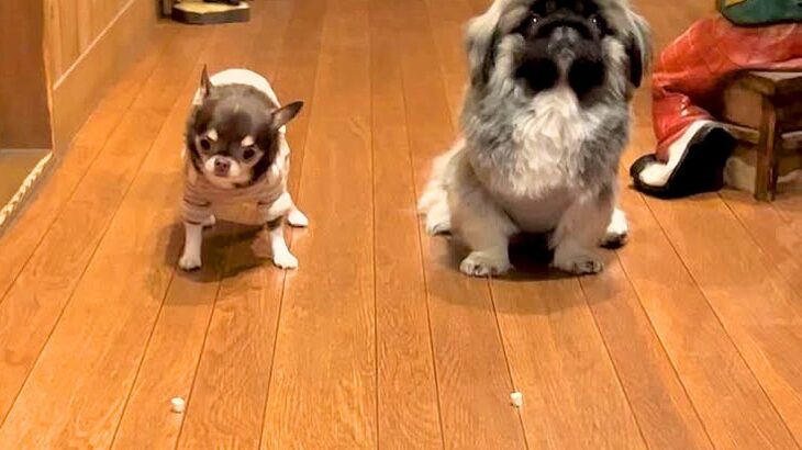 オヤツを並べて『早食い競争』する犬2匹→スタートした瞬間…思っていたのと違いすぎる『予想外の展開』が10万再生「爆笑した」「シュールｗ」(ブログ)
