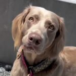 『ママ、はやく来て！』大型犬が急いで呼んできたので、着いて行った結果…可愛すぎる『まさかの理由』に反響「いい話」「言われてみればｗ」(ブログ)