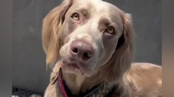 『ママ、はやく来て！』大型犬が急いで呼んできたので、着いて行った結果…可愛すぎる『まさかの理由』に反響「いい話」「言われてみればｗ」(ブログ)