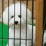 お店で『ケースに入らないほど大きくなった犬』と出会った結果…9年後→思わず泣ける『現在の光景』が54万再生「涙でた」「幸せそうな顔」(ブログ)
