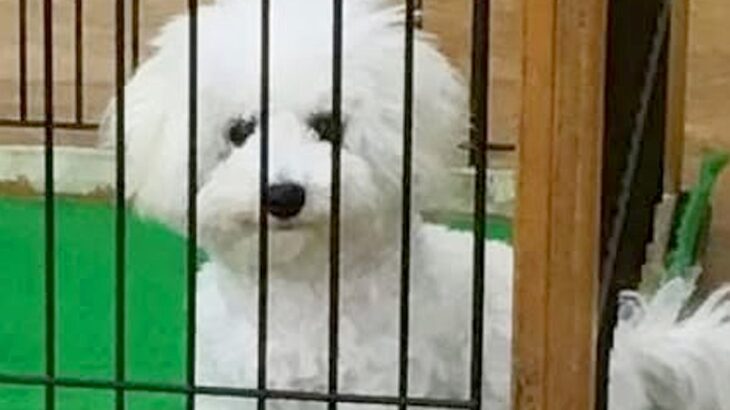 お店で『ケースに入らないほど大きくなった犬』と出会った結果…9年後→思わず泣ける『現在の光景』が54万再生「涙でた」「幸せそうな顔」(ブログ)