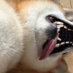 散歩から帰ってきた犬の足を拭こうとしたら…とんでもなく豪快な『まさかの態度』に2万1000いいね「可愛すぎるｗｗ」「のぼせた人」と爆笑(ブログ)