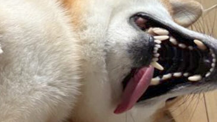 散歩から帰ってきた犬の足を拭こうとしたら…とんでもなく豪快な『まさかの態度』に2万1000いいね「可愛すぎるｗｗ」「のぼせた人」と爆笑(ブログ)