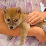 たった660グラムの『食べる量が足りていない』と言われた赤ちゃん犬…2年後→嘘のような『現在の様子』が話題「素敵なレディ」「可愛い」(ブログ)
