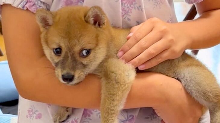 たった660グラムの『食べる量が足りていない』と言われた赤ちゃん犬…2年後→嘘のような『現在の様子』が話題「素敵なレディ」「可愛い」(ブログ)