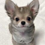 グレーの毛をもつ赤ちゃん犬→成犬になった結果…まさかの『別犬並みのビフォーアフター』が話題に　出会った頃と違いすぎる姿に驚き(ブログ)