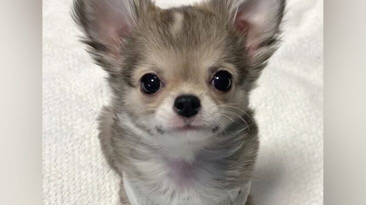 グレーの毛をもつ赤ちゃん犬→成犬になった結果…まさかの『別犬並みのビフォーアフター』が話題に　出会った頃と違いすぎる姿に驚き(ブログ)