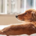 老犬が認知症になったら…飼い主のことは忘れるの？家族を認識できていないかどうかを判断する方法とは(ブログ)