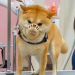 爪切りが苦手な犬→口輪をつけながらしようとすると…まさかの『人間のような行動』に418万再生の反響「可愛くて吹いたｗｗ」「うますぎる」(ブログ)