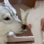 子猫を拾ったハスキー犬→数日後『感動の再会を果たした』と思ったら…切なすぎる『まさかの光景』が230万表示「え？って顔ｗ」と反響続々(ブログ)