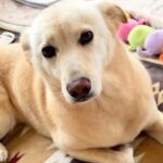 『感情を出すことはない』と言われた保護犬→愛を込めてお世話した結果…同じ犬とは思えない『現在の様子』に感動「気持ち伝わる」「幸せなんだ」(ブログ)