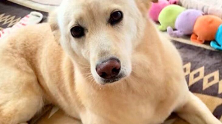 『感情を出すことはない』と言われた保護犬→愛を込めてお世話した結果…同じ犬とは思えない『現在の様子』に感動「気持ち伝わる」「幸せなんだ」(ブログ)