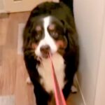 夜、大型犬の散歩中にお姉ちゃんがこっそり帰宅→匂いで気づいて…とんでもなく尊い『全力のおかえりなさい』が116万再生「大好きなの伝わる」(ブログ)
