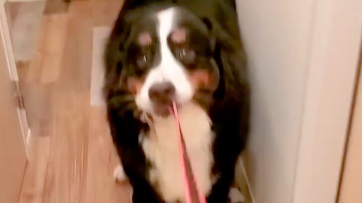 夜、大型犬の散歩中にお姉ちゃんがこっそり帰宅→匂いで気づいて…とんでもなく尊い『全力のおかえりなさい』が116万再生「大好きなの伝わる」(ブログ)