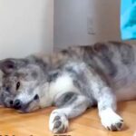 トイレに行こうとしたら、床で寝ていた『45キロの秋田犬』が…とんでもなく邪魔な『まさかの光景』に反響「置物化してて草」「うちもそうｗ」(ブログ)