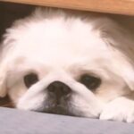 在宅ワーク中に『どうしても構ってもらいたい』と子犬が訴えて…全く仕事がはかどらない『尊すぎる日常』が5万再生「拗ねてる」「めちゃ可愛い」(ブログ)