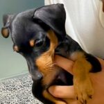 『ミニチュアとは…？』大きくならない小型犬を飼ったつもりが…10ヶ月後→『衝撃的な現在』が13万再生「愛情が大きくしたのかも」と反響(ブログ)