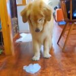 大きな氷の塊を大型犬に見せてみた結果→困惑していると思ったら、次の瞬間…『態度の豹変っぷり』が愛おしいと11万再生「テンションがｗ」(ブログ)