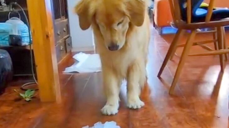 大きな氷の塊を大型犬に見せてみた結果→困惑していると思ったら、次の瞬間…『態度の豹変っぷり』が愛おしいと11万再生「テンションがｗ」(ブログ)