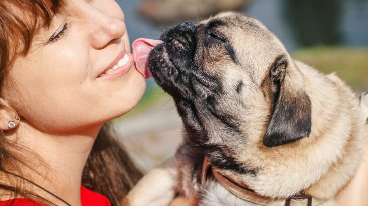 犬があなたのことを舐めてくる心理5選　ペロペロが止まらない理由やしつこすぎるときの対処法(ブログ)