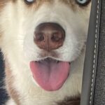 『車でお出かけできる』とウキウキのシベリアンハスキー→行き先が『動物病院』と気付いた瞬間…人間のような表情が10万表示「わかりやすｗ」(ブログ)