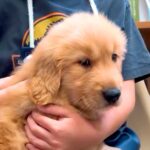 『犬を飼ったことがない家族』が大型犬をお迎え→怖がっていた男の子が…1年後の『本当の兄弟のような光景』に涙「素敵」「ドラマ化してほしい」(ブログ)