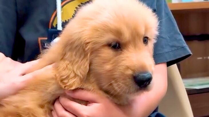 『犬を飼ったことがない家族』が大型犬をお迎え→怖がっていた男の子が…1年後の『本当の兄弟のような光景』に涙「素敵」「ドラマ化してほしい」(ブログ)