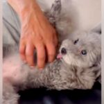『犬を飼ったら家を出ていく』と大反対していたおじいちゃん…10年後→嘘のような『現在の光景』が20万再生「相思相愛」「素敵な絆」と感動(ブログ)