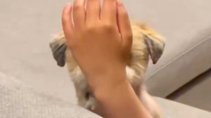 パパを見つめる犬→視界を手でさえぎってみた結果…思わず笑ってしまう『愛おしすぎる光景』が25万再生「可愛すぎて声出たｗ」「ひょっこり」(ブログ)