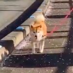 散歩する犬をこっそり待ち伏せ→『大喜びするかな』と思っていたら…期待を裏切る『まさかの反応』に爆笑の声「あるあるｗｗ」「ガン無視で草」(ブログ)