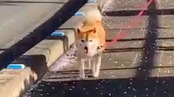 散歩する犬をこっそり待ち伏せ→『大喜びするかな』と思っていたら…期待を裏切る『まさかの反応』に爆笑の声「あるあるｗｗ」「ガン無視で草」(ブログ)