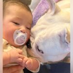 赤ちゃんを『犬と一緒に育てた結果』→いつもそばに寄り添ってくれて…涙が出るほど尊い『本物の兄弟のような様子』に「本当に微笑ましい」と反響(ブログ)