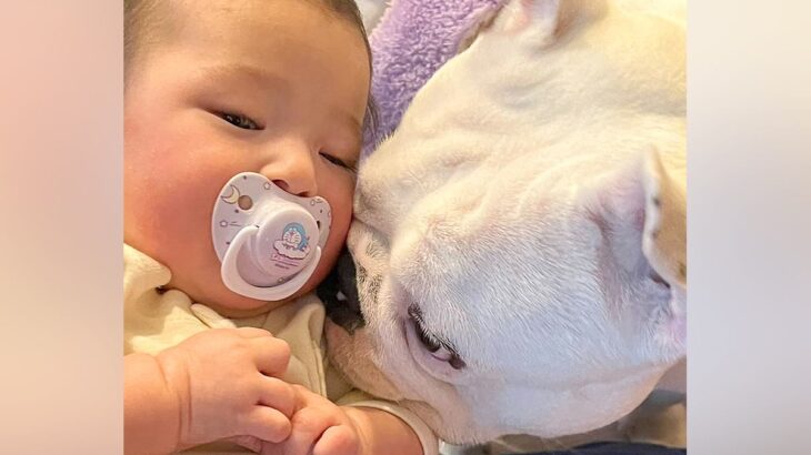 赤ちゃんを『犬と一緒に育てた結果』→いつもそばに寄り添ってくれて…涙が出るほど尊い『本物の兄弟のような様子』に「本当に微笑ましい」と反響(ブログ)