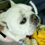『お母さん。助けて。』肺がんステージ4で余命宣告を受けた犬→恐怖で震え続け…嘘のような『5ヶ月後の光景』が32万再生「愛情の勝利」と反響(ブログ)
