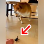『カブトムシ』を犬に見せてみた結果…まさかの完全敗北？思わず笑ってしまう『予想外の反応』に反響「虫苦手なんか？」「完全にビビってるｗ」(ブログ)